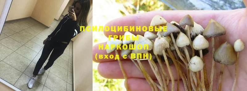 закладки  Тосно  Псилоцибиновые грибы Magic Shrooms 